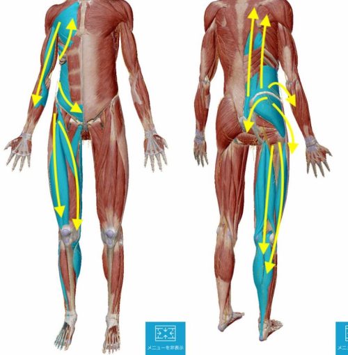 ヘルニアの腰の痛みの原因