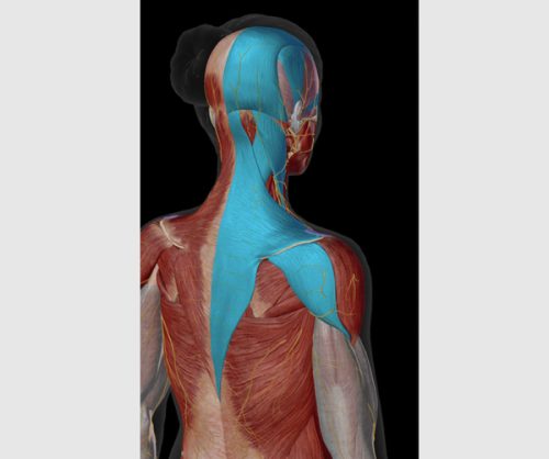 首コリと頭痛の関係する筋肉