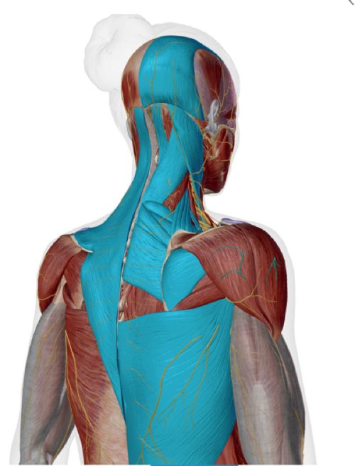 首と肩の痛みと頭痛の関係_原因となる筋肉の硬直2
