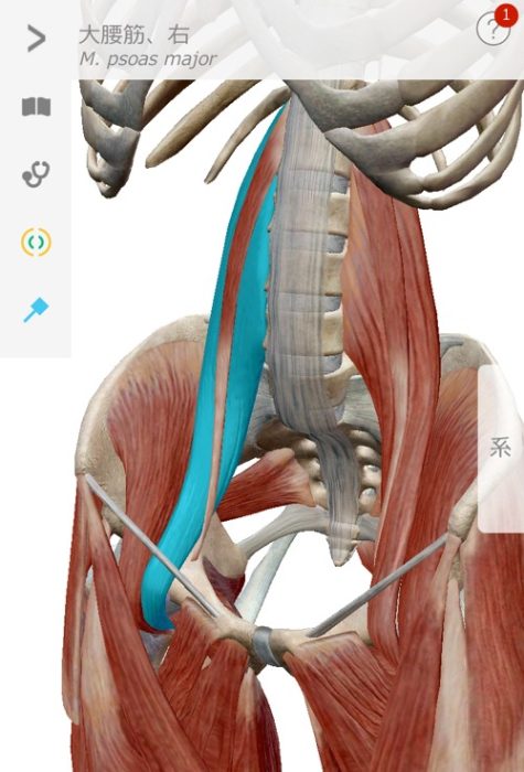 ヘルニアの本当の原因1大腰筋