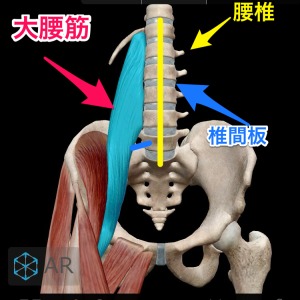 ヘルニアの本当の原因-大腰筋の働き