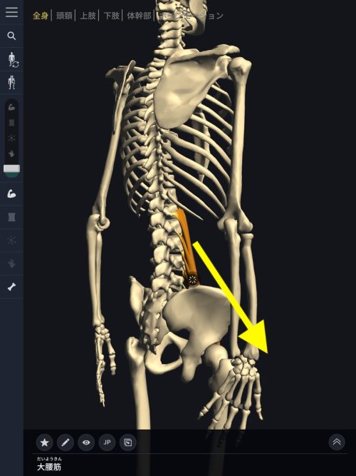 ヘルニア発症のメカニズム２