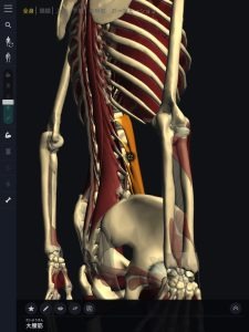ヘルニア発症のメカニズム３