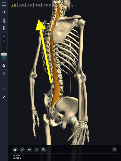 ヘルニア発症のメカニズム