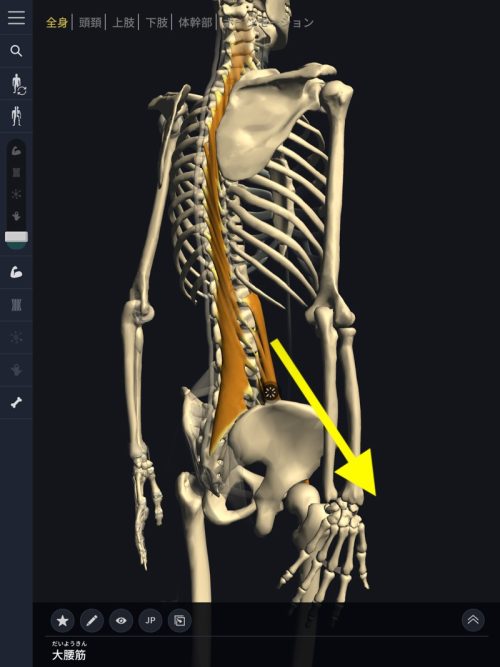 ヘルニア発症のメカニズム５