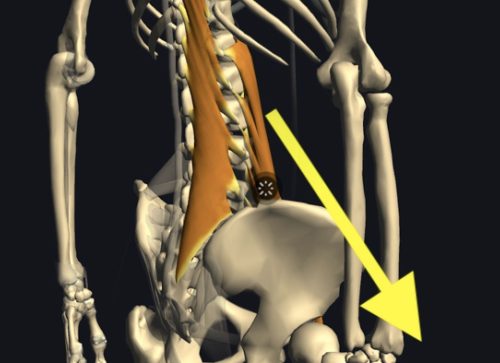 ヘルニア発症のメカニズム6
