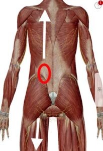 ヘルニアの確実な治療法３