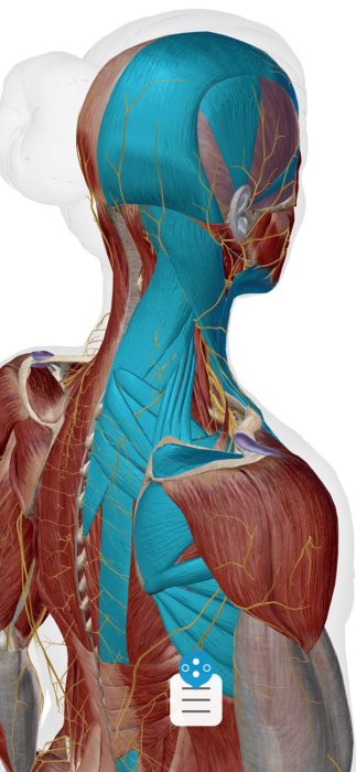肩こりの筋肉図