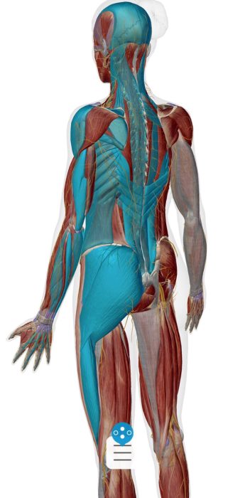 首、肩、腰に痛みを生み出している硬直した筋肉＿背面