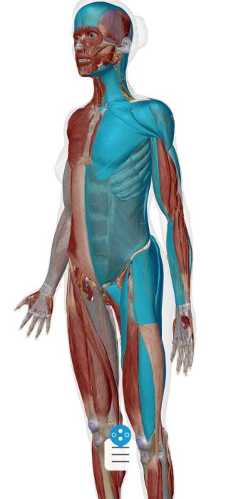 首、肩、腰に痛みを生み出している硬直した筋肉_前面