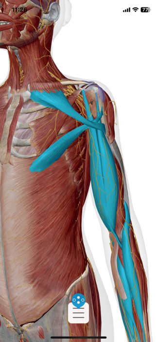 肘の痛みの原因となる筋肉図１