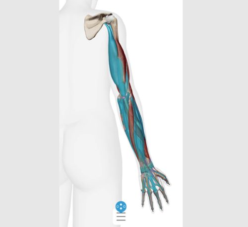 肘の痛みの原因となる筋肉図2