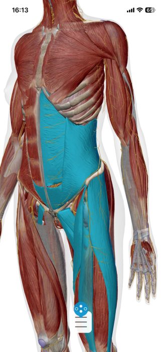 股関節周りの硬直した筋肉図
