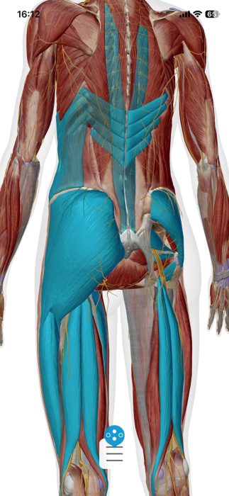 お尻周辺の硬直した筋肉図
