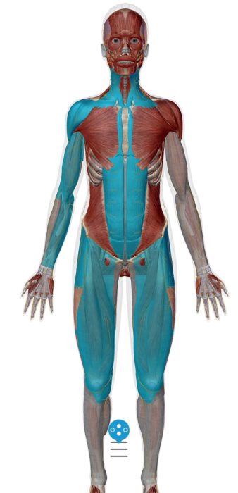 首の痛みの原因となる筋肉＿前側