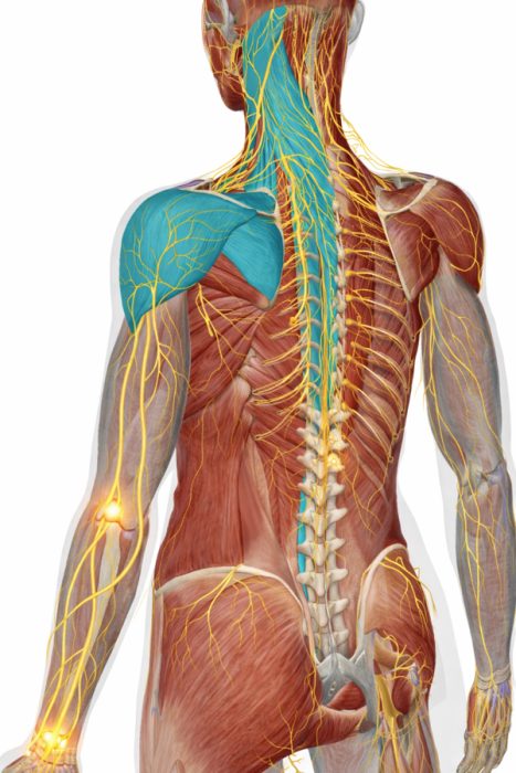 首の痛みに関連する筋肉
