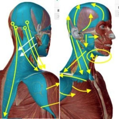 首こりの解消＿筋肉