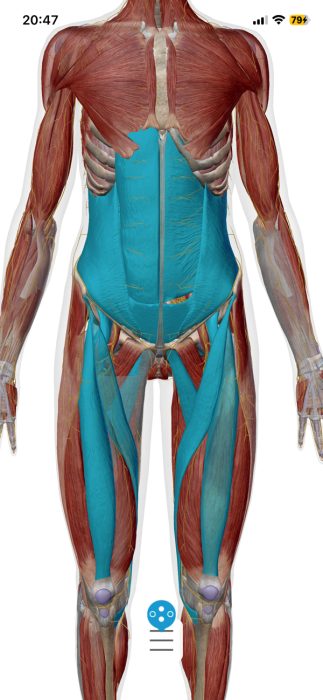 硬直している腹筋群の図