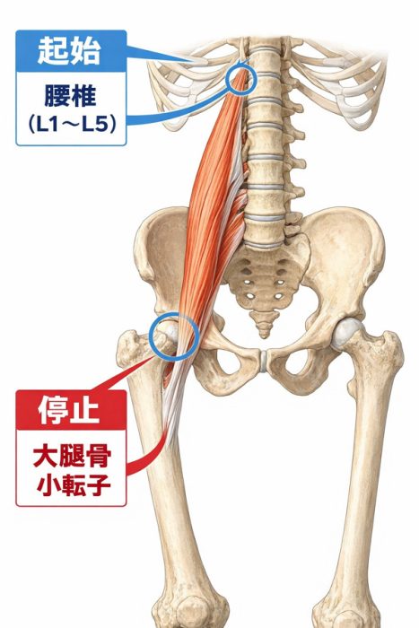 大腰筋の説明図